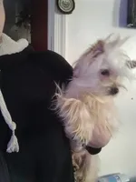 Rex, a male Yorkshire Terrier for sale in Hoboken, NJ – 2 of 2