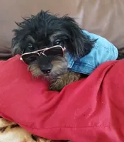 Gobo, a male Shih Tzu and Poodle - Toy  for sale in Hoboken, NJ – Photo 1 of 3