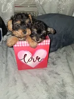 Dina, a male Yorkshire Terrier and Poodle - Toy  for sale in Hoboken, NJ – Photo 1 of 3