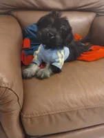 Sunny, a male Yorkipoo for sale in Hoboken, NJ – 2 of 2