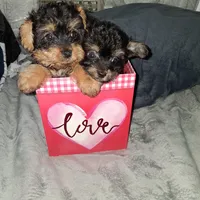 Puppies, a female Yorkshire Terrier and Poodle - Toy  for sale in Hoboken, NJ – Photo 3 of 4
