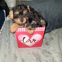 Puppies, a female Yorkshire Terrier and Poodle - Toy  for sale in Hoboken, NJ – Photo 2 of 4