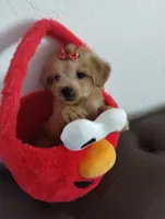 Elmo, a male Yorkshire Terrier for sale in Hoboken, NJ – 2 of 3