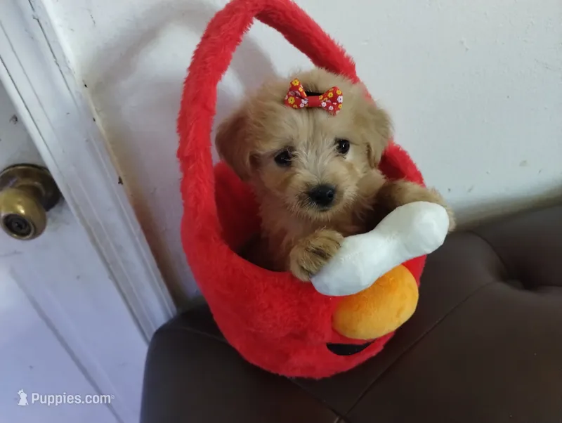 Elmo – Yorkshire Terrier puppy for sale in Hoboken, NJ
