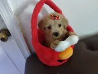 Elmo, a male Yorkshire Terrier for sale in Hoboken, NJ – 1 of 3