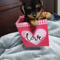 Valentina, a female Yorkshire Terrier and Poodle - Toy  for sale in Hoboken, NJ – Photo 2 of 2