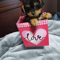 Valentina, a female Yorkshire Terrier and Poodle - Toy  for sale in Hoboken, NJ – Photo 1 of 2