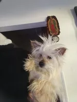 Goldie , a male Yorkshire Terrier for sale in Hoboken, NJ – 2 of 3