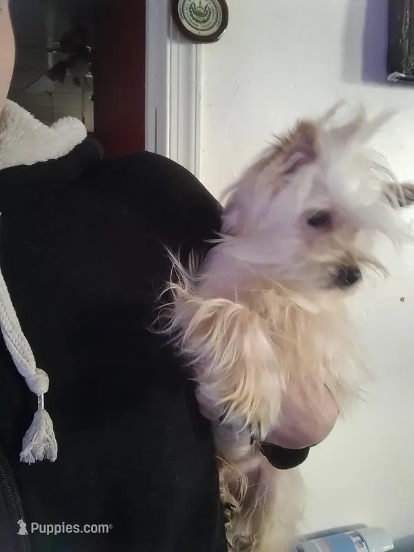Goldie , a male Yorkshire Terrier for sale in Hoboken, NJ – 1 of 3