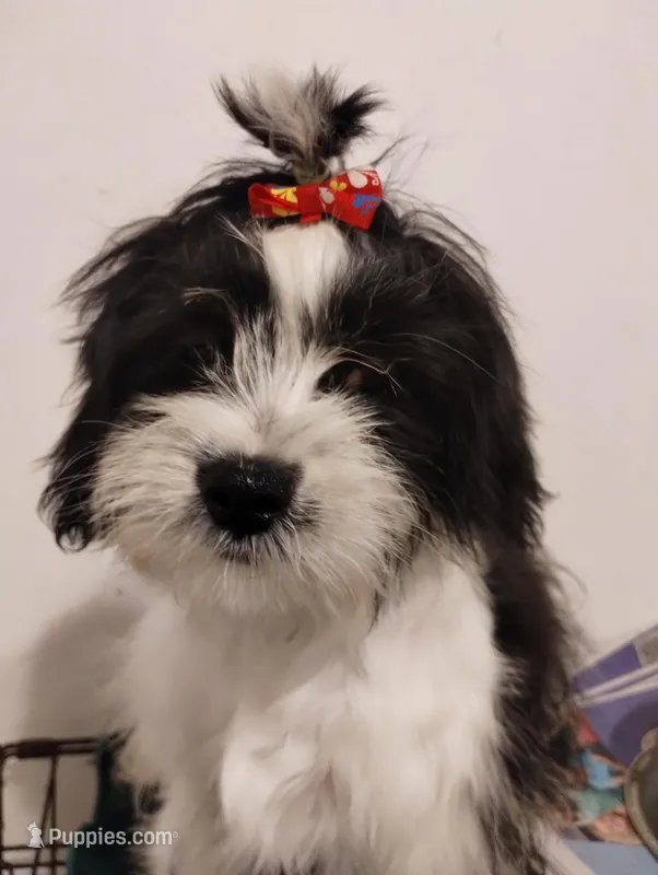 Panda – Shih Tzu puppy for sale in Hoboken, NJ