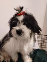 Panda, a male Shih Tzu for sale in Hoboken, NJ – 2 of 3