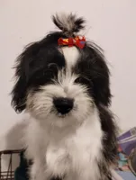 Panda, a male Shih Tzu for sale in Hoboken, NJ – 3 of 3