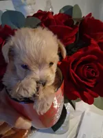 Snoopy, a male Yorkshire Terrier and Morkie for sale in Hoboken, NJ – 2 of 4