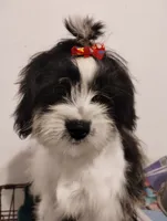 Pepe, a male Shih Tzu for sale in Hoboken, NJ – 3 of 5
