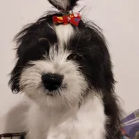 Panda, a male Shih Tzu for sale in Hoboken, NJ – Photo 4 of 5