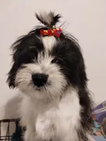 Panda, a male Shih Tzu for sale in Hoboken, NJ – Photo 4 of 5