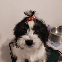 Panda, a male Shih Tzu for sale in Hoboken, NJ – Photo 2 of 5