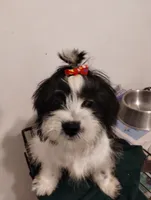 Panda, a male Shih Tzu for sale in Hoboken, NJ – Photo 2 of 5