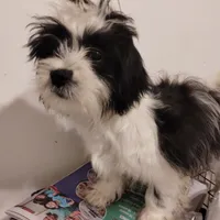Panda, a male Shih Tzu for sale in Hoboken, NJ – Photo 5 of 5