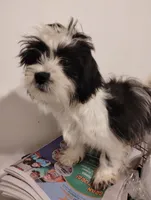 Panda, a male Shih Tzu for sale in Hoboken, NJ – Photo 5 of 5