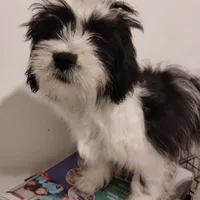 Panda, a male Shih Tzu for sale in Hoboken, NJ – Photo 3 of 5