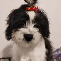 Panda, a male Shih Tzu for sale in Hoboken, NJ – Photo 1 of 5