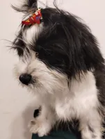Jamie, a male Shih Tzu for sale in Hoboken, NJ – 6 of 6