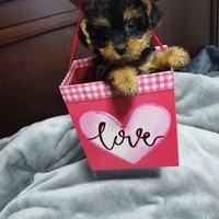 Tracy, a female Poodle - Toy  for sale in Hoboken, NJ – Photo 1 of 3
