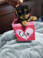 Tracy, a female Poodle - Toy  for sale in Hoboken, NJ – Photo 1 of 3