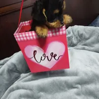 Tracy, a female Poodle - Toy  for sale in Hoboken, NJ – Photo 2 of 3