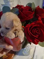 Snoopy, a male Yorkshire Terrier and Morkie for sale in Hoboken, NJ – 4 of 4