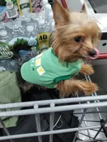 Wendy, a male Yorkshire Terrier for sale in Hoboken, NJ – Photo 2 of 2