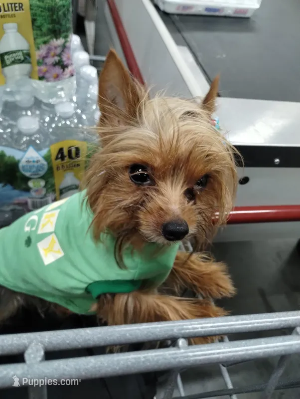 Wendy, a male Yorkshire Terrier for sale in Hoboken, NJ – Photo 1 of 2
