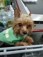 Wendy, a male Yorkshire Terrier for sale in Hoboken, NJ – Photo 1 of 2