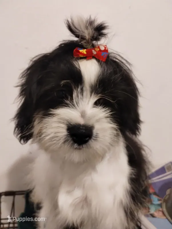 Pepe – Shih Tzu puppy for sale in Hoboken, NJ