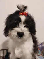 Pepe, a male Shih Tzu for sale in Hoboken, NJ – 1 of 5