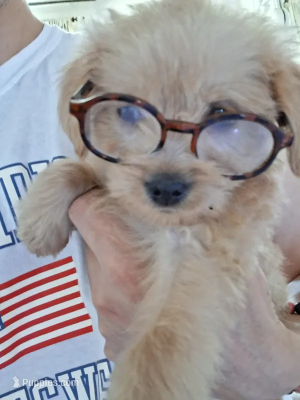 Derek – Yorkshire Terrier, Morkie puppy for sale in Hoboken, NJ
