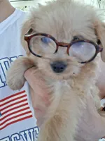 Derek, a male Yorkshire Terrier and Morkie for sale in Hoboken, NJ – 1 of 5