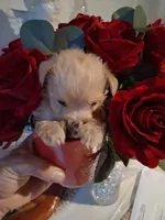 Snoopy, a male Yorkshire Terrier and Morkie for sale in Hoboken, NJ – 3 of 4