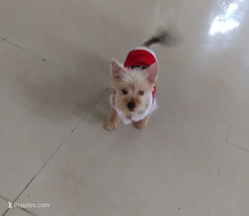 Abe – Yorkshire Terrier puppy for sale in Hoboken, NJ