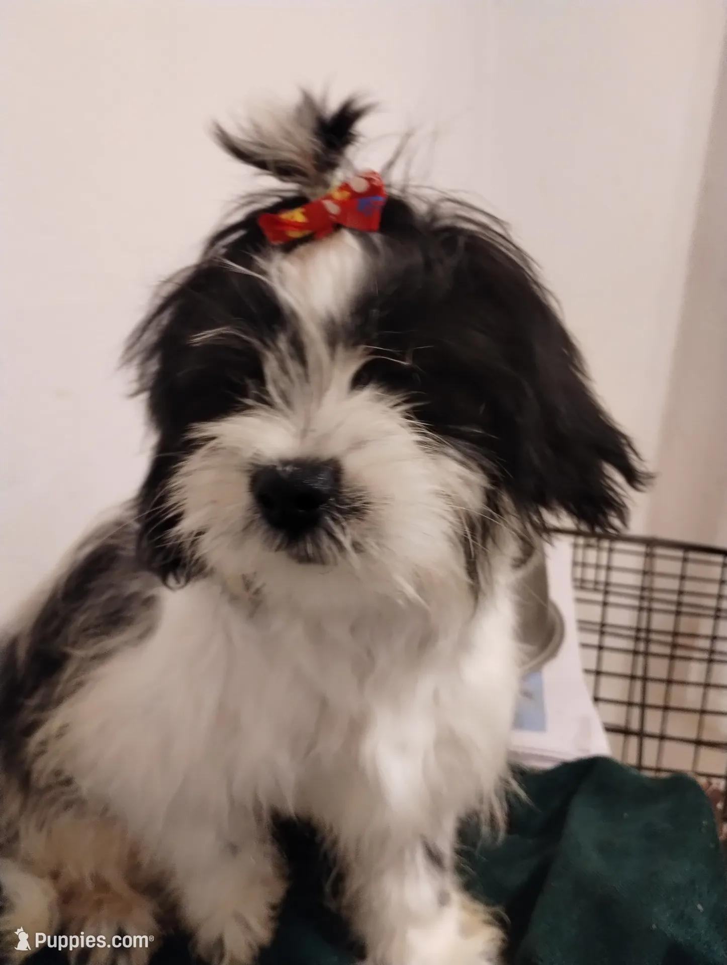 Jamie, a male Shih Tzu for sale in Hoboken, NJ – 1 of 6
