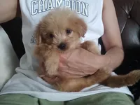 David, a male Yorkshire Terrier and Morkie for sale in Hoboken, NJ – 2 of 5