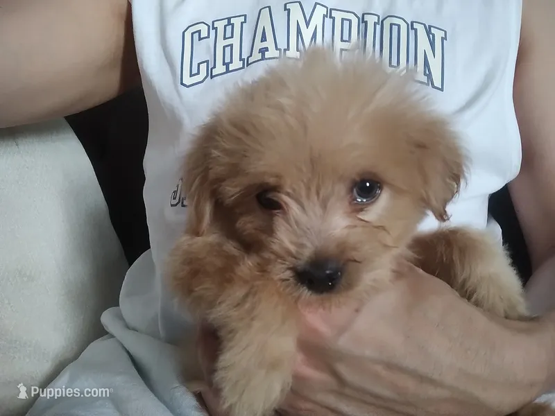 David – Yorkshire Terrier, Morkie puppy for sale in Hoboken, NJ