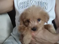 David, a male Yorkshire Terrier and Morkie for sale in Hoboken, NJ – 1 of 5