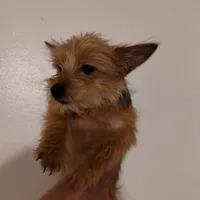 Red, a male Yorkshire Terrier for sale in Hoboken, NJ – Photo 1 of 3