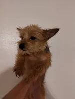 Red, a male Yorkshire Terrier for sale in Hoboken, NJ – Photo 1 of 3