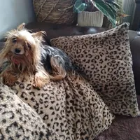 Red, a male Yorkshire Terrier for sale in Hoboken, NJ – Photo 3 of 3