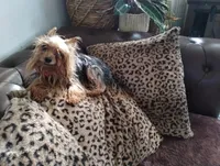 Red, a male Yorkshire Terrier for sale in Hoboken, NJ – Photo 3 of 3