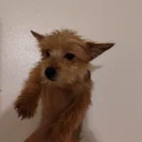 Red, a male Yorkshire Terrier for sale in Hoboken, NJ – Photo 2 of 3