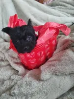 Ebony , a female Yorkshire Terrier for sale in Hoboken, NJ – 2 of 4